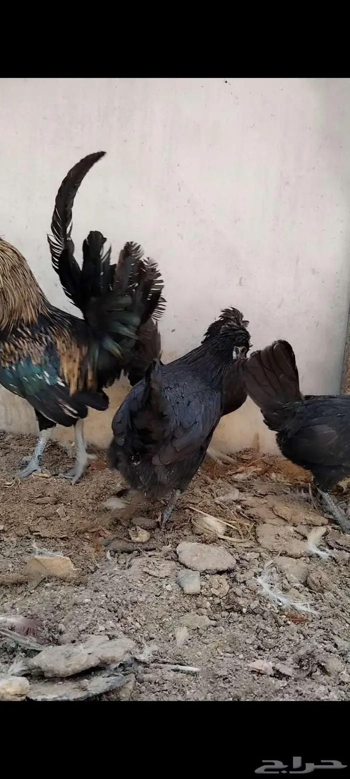 للبيع ذيك و3 دجاجات 0