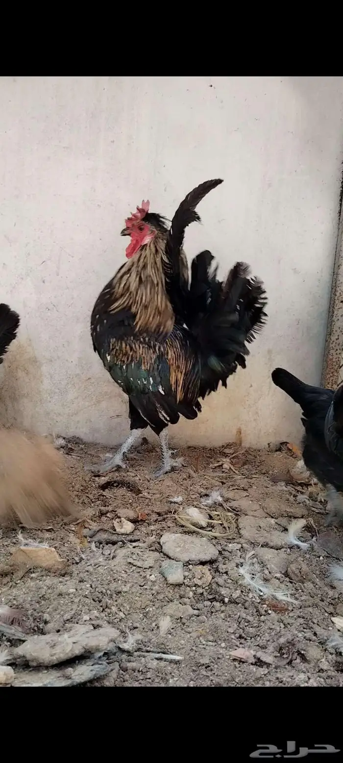 للبيع ذيك و3 دجاجات 5