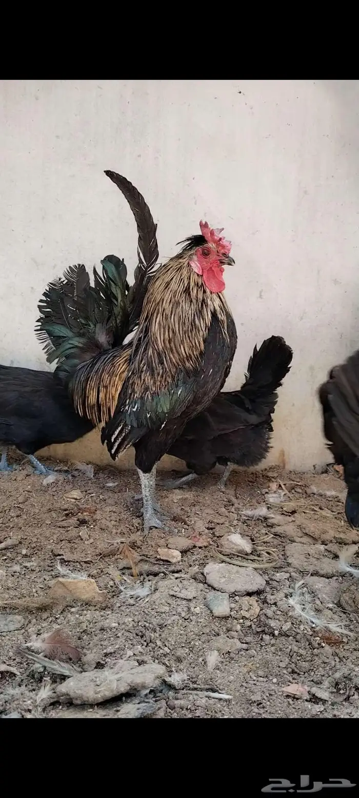 للبيع ذيك و3 دجاجات 1