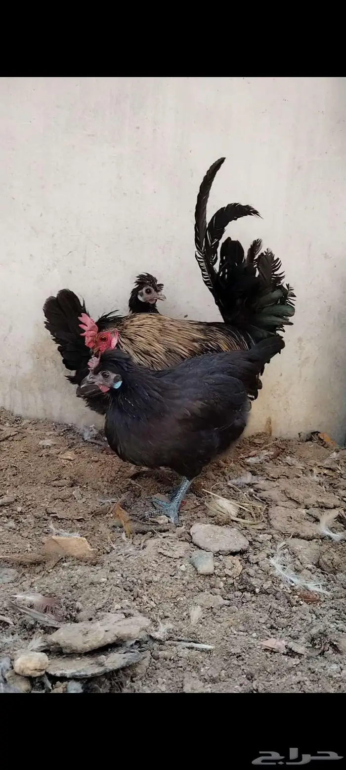 للبيع ذيك و3 دجاجات 3