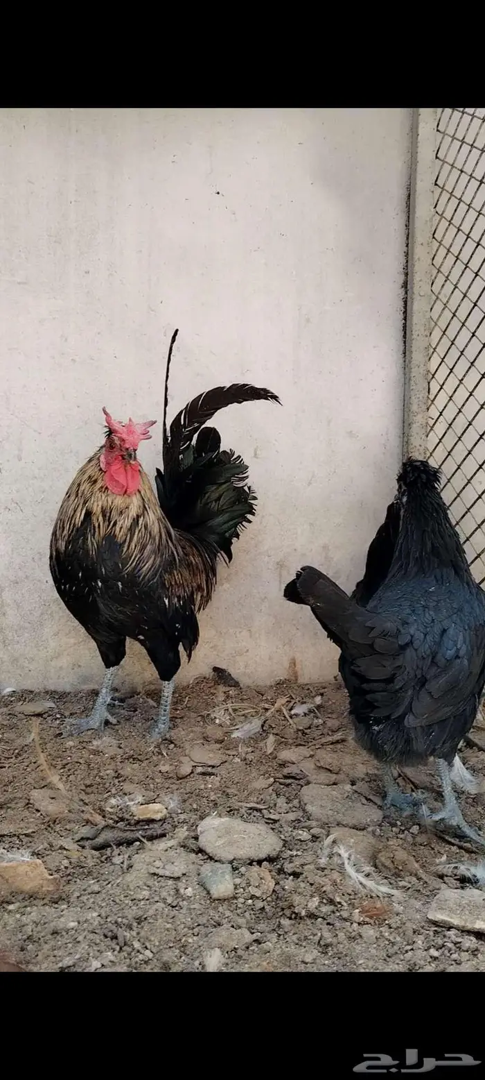 للبيع ذيك و3 دجاجات 6