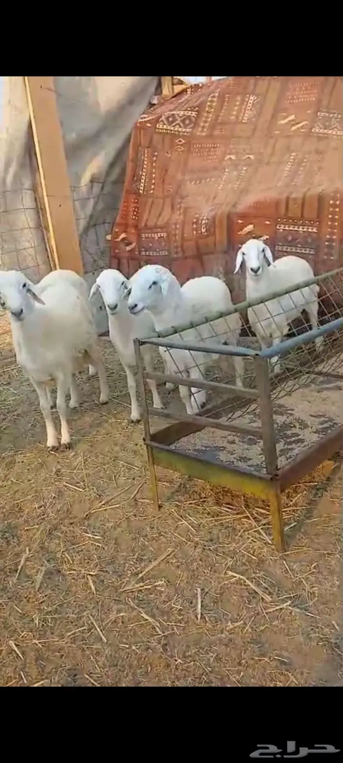 طليان جبرة مناسبات سمان وطيبه 0