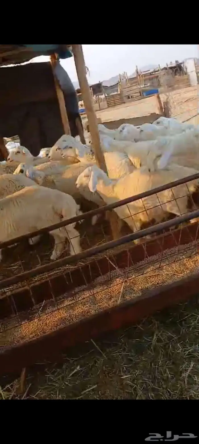 طليان جبرة مناسبات سمان وطيبه 2