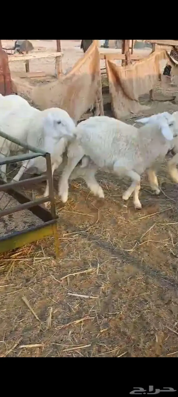 طليان جبرة مناسبات سمان وطيبه 3