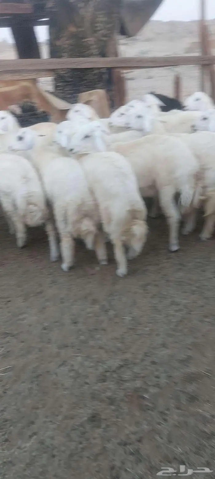 طليان جبرة مناسبات سمان وطيبه 4