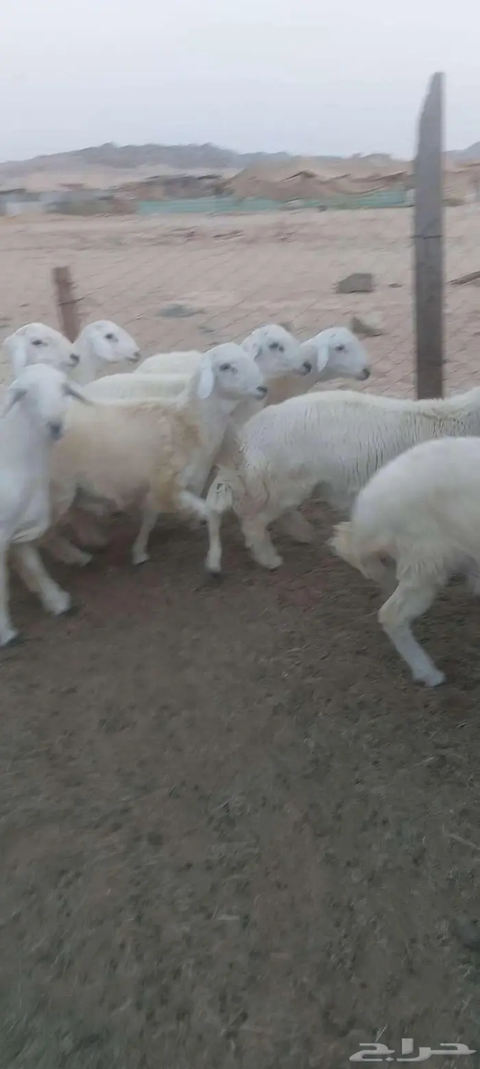 طليان جبرة مناسبات سمان وطيبه 5