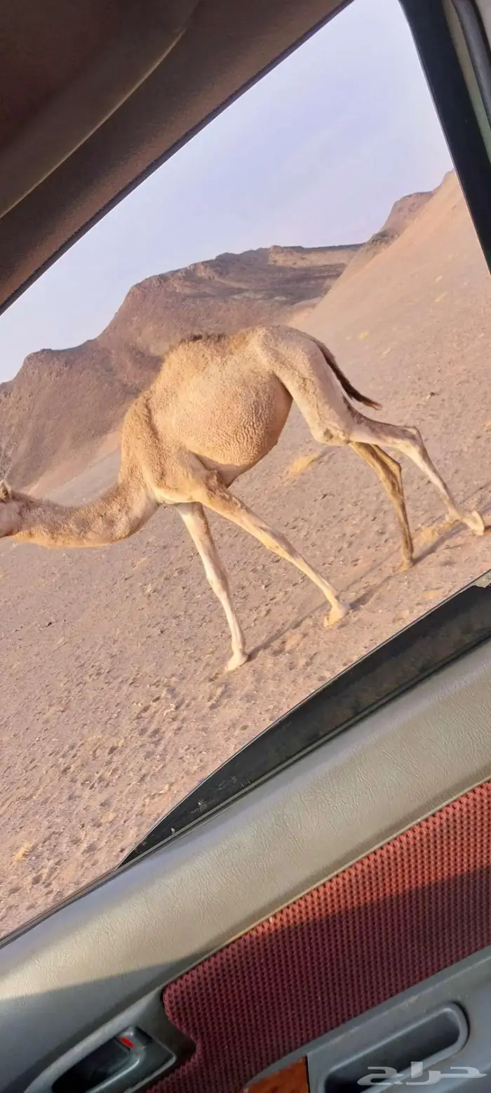 بكره للبيع 0