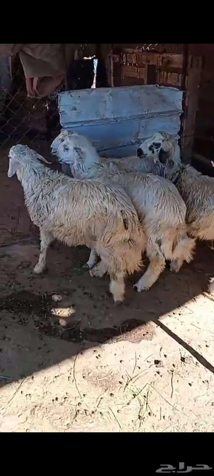 اربعة خرفان صفر نحران 0