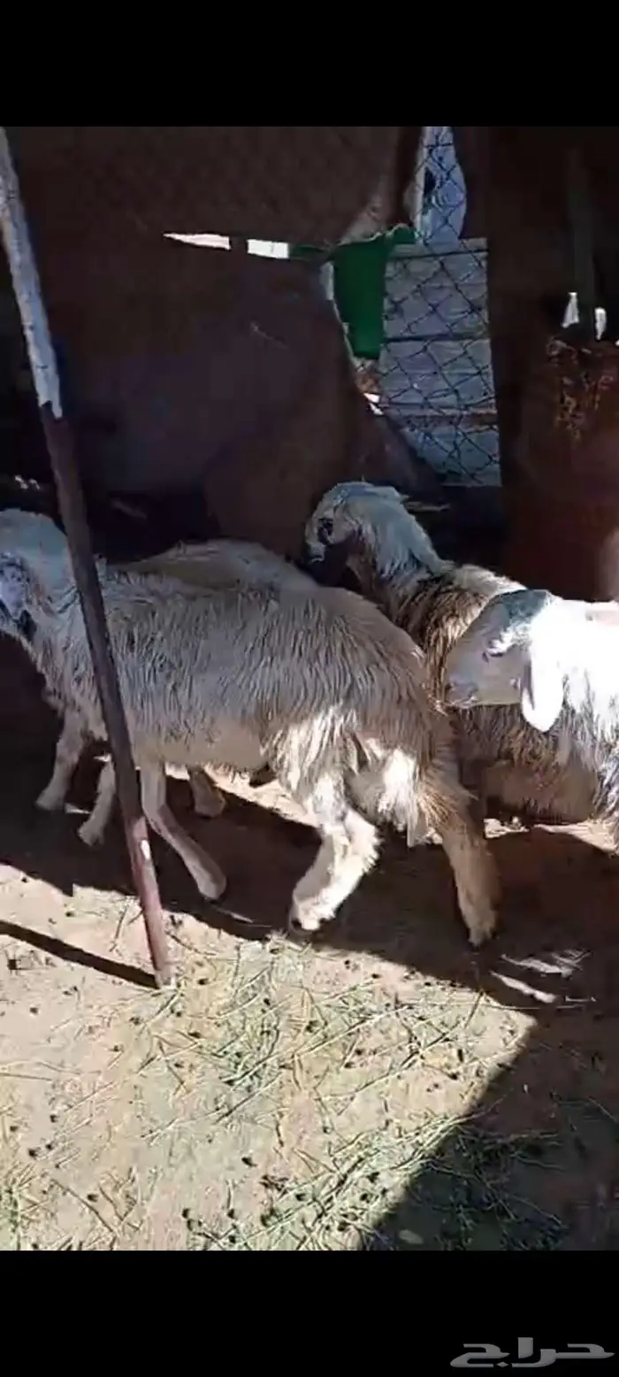 اربعة خرفان صفر نحران 1