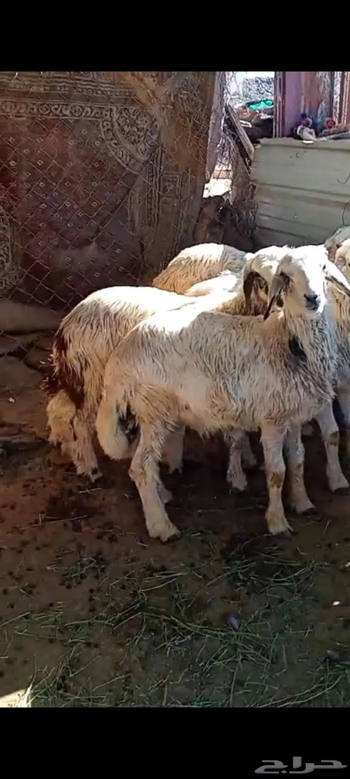 اربعة خرفان صفر نحران 3