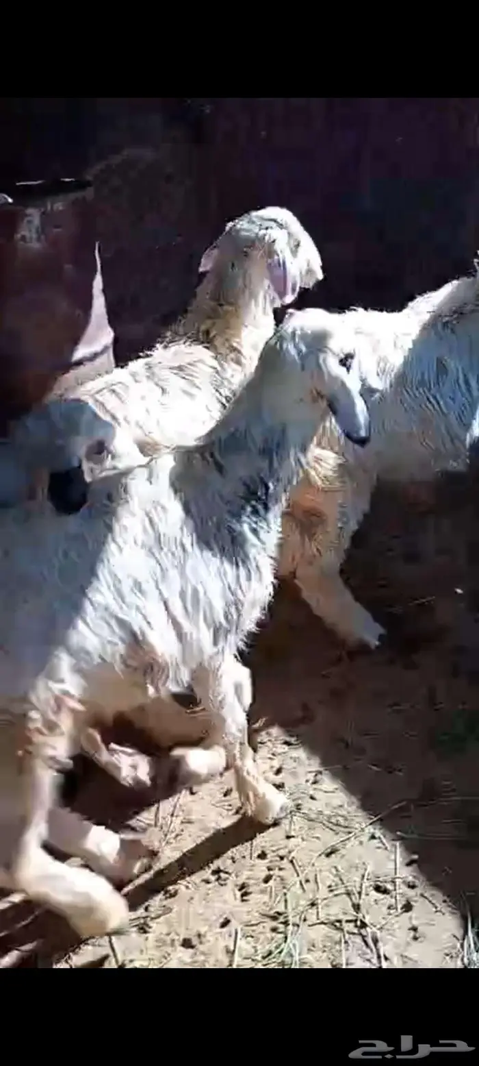 اربعة خرفان صفر نحران 2