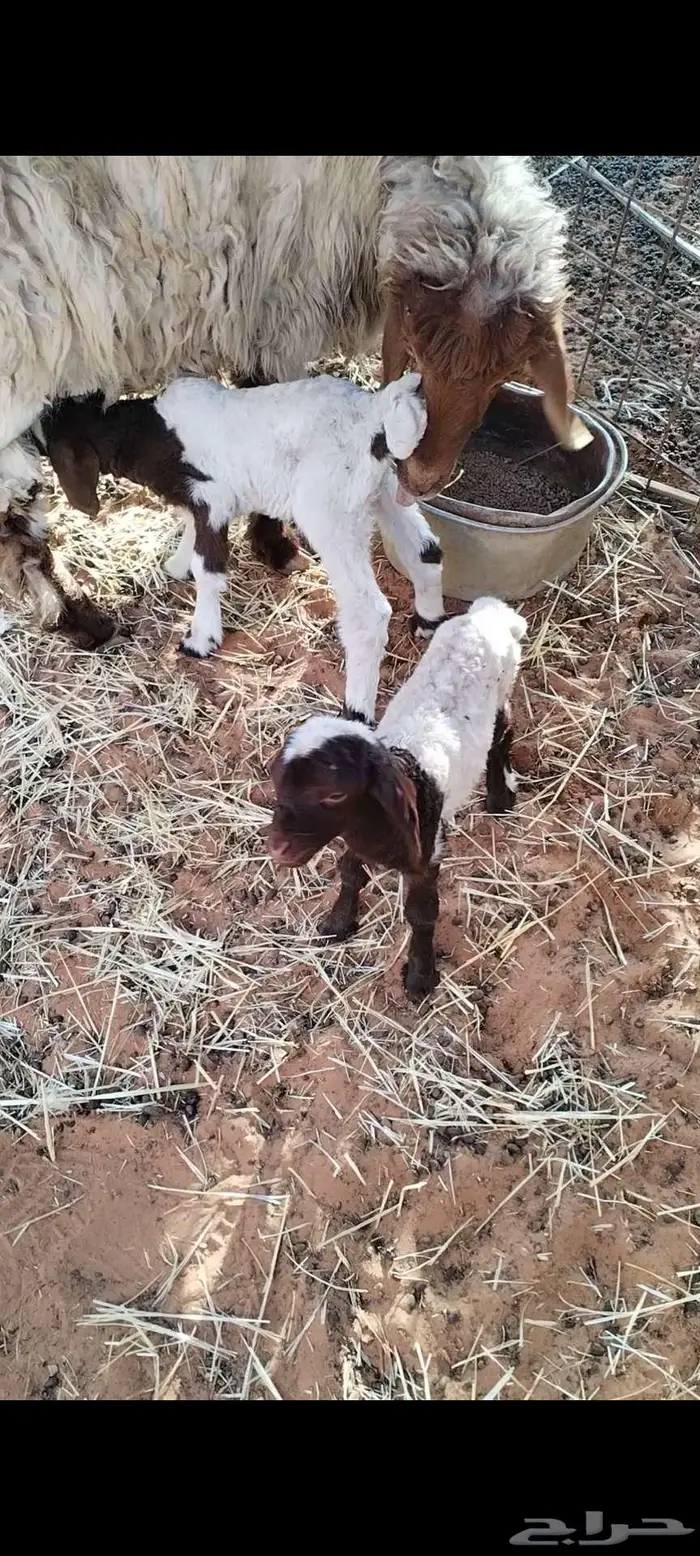 شاة نعيمية معها خروفين سلم وروم 1