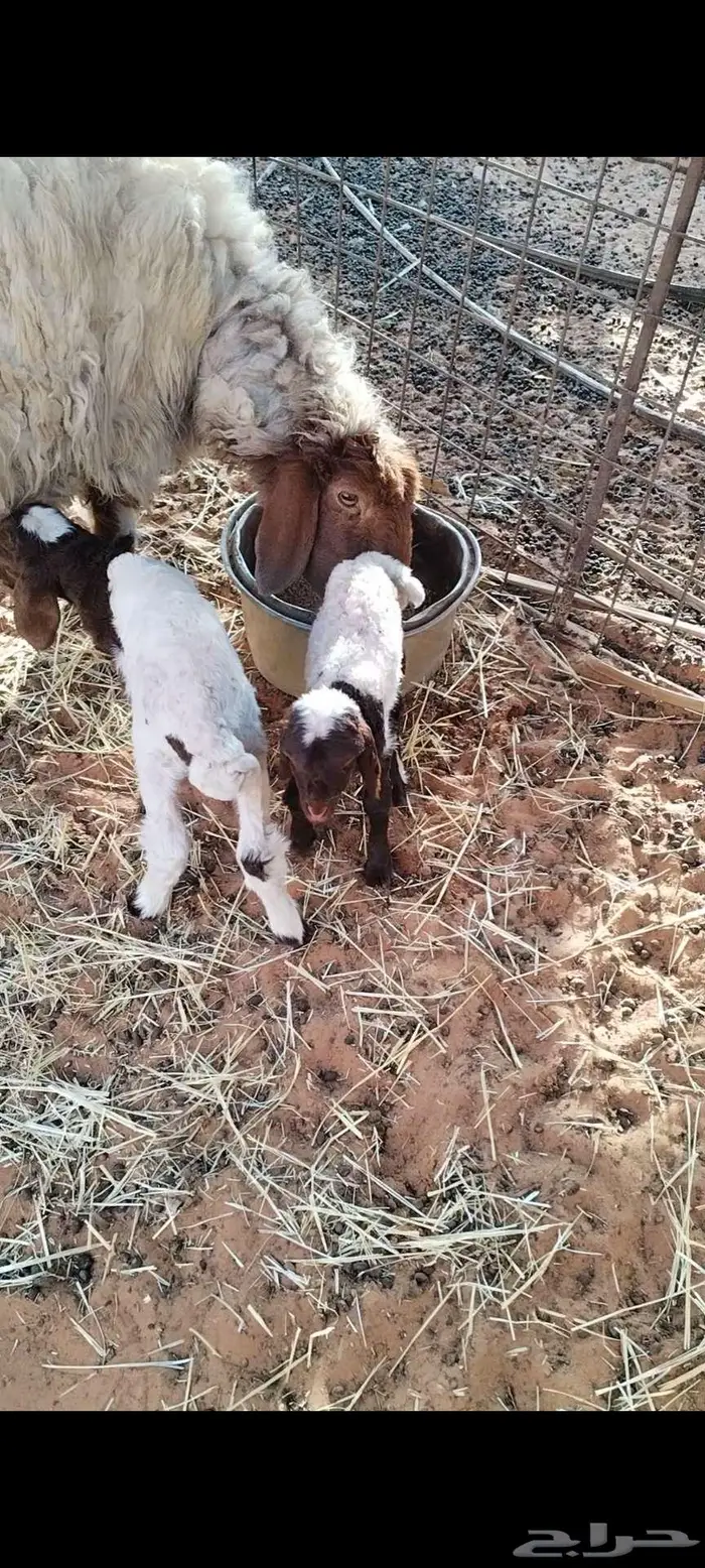 شاة نعيمية معها خروفين سلم وروم 0