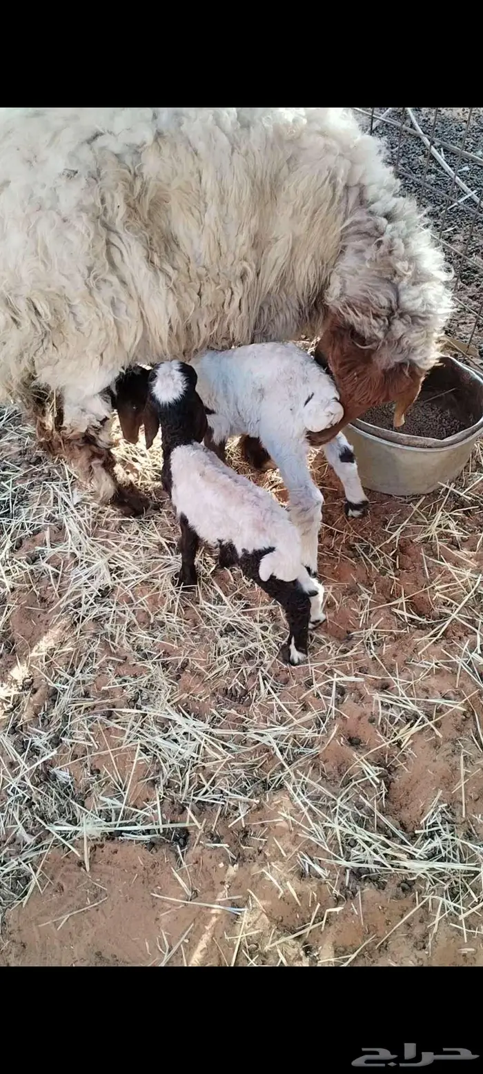 شاة نعيمية معها خروفين سلم وروم 2