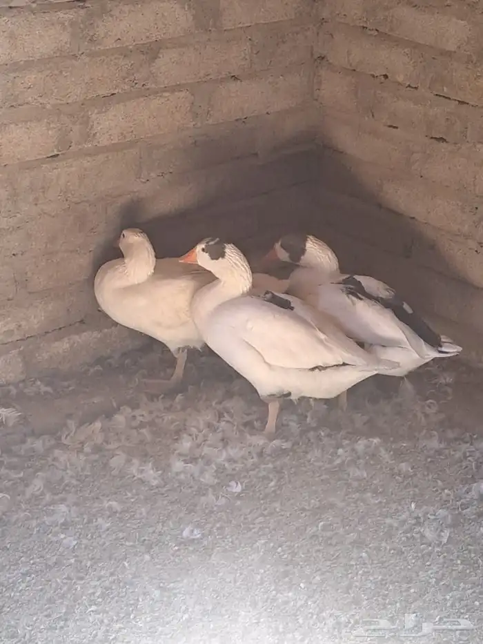 فروخ وز للبيع 0