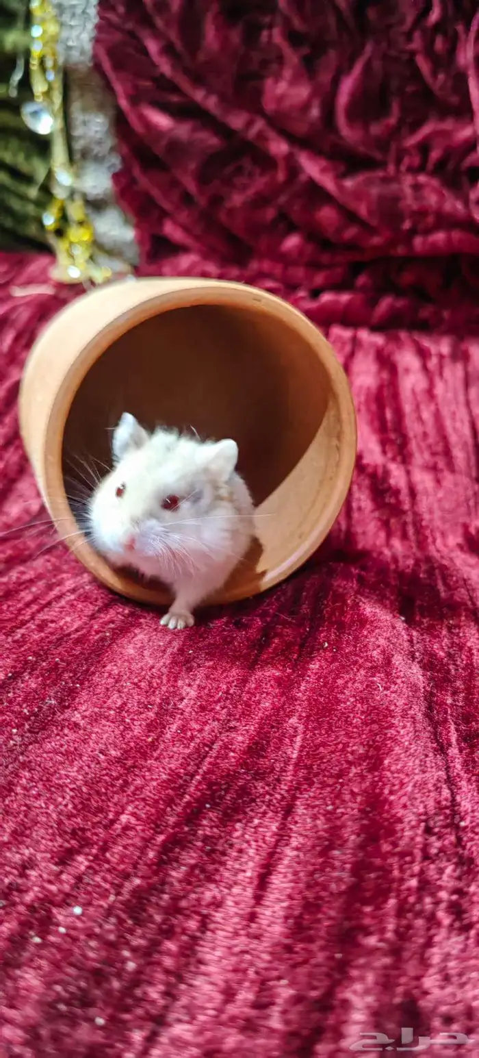 هامسترات اليفه 10