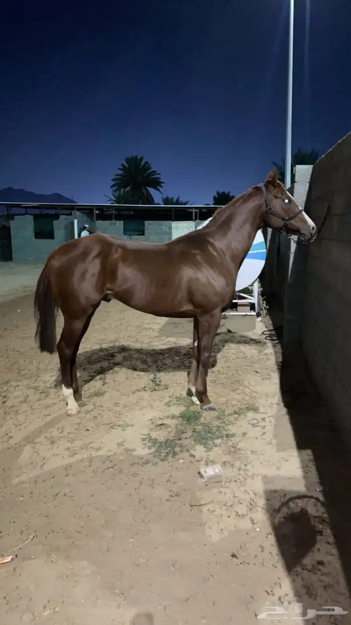 حصان انجليزي للبيع 1