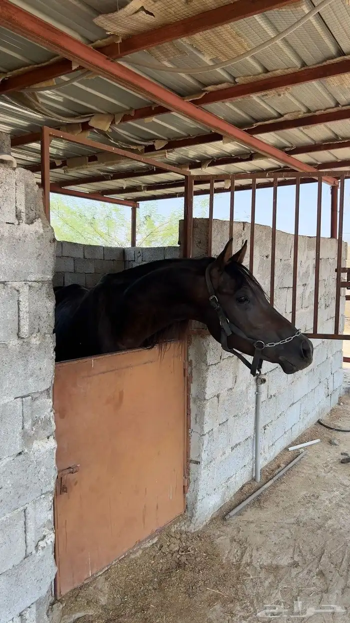 حصان للبيع 8