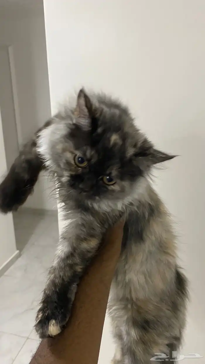 قطط للتبني 0