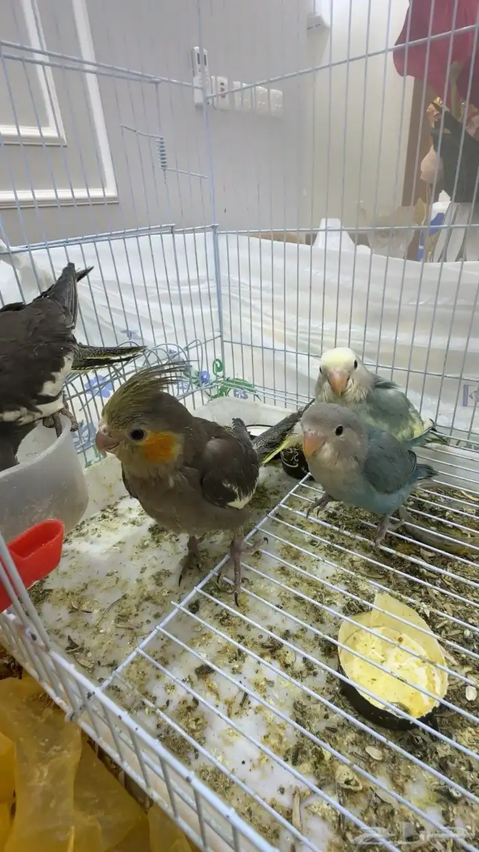 روز وكروان اليف 3