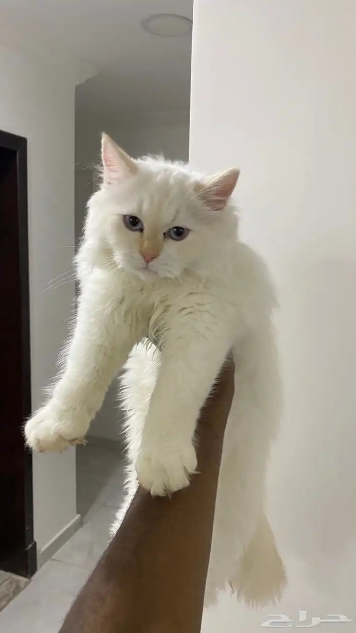 قطط للتبني 2