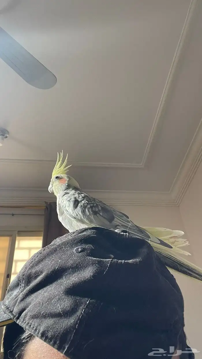 كروان ذكر وأنثى كامله مع أغراضها للبيع 2