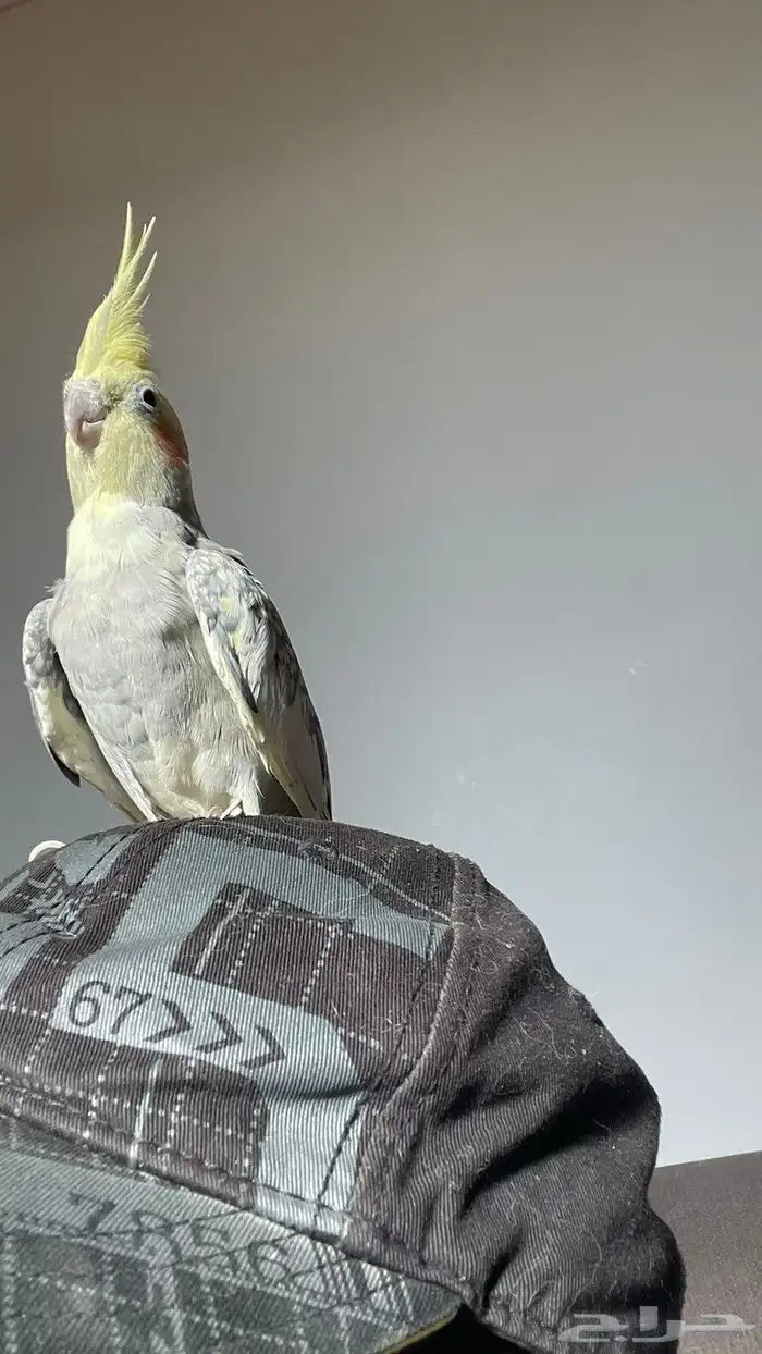 كروان ذكر وأنثى كامله مع أغراضها للبيع 0