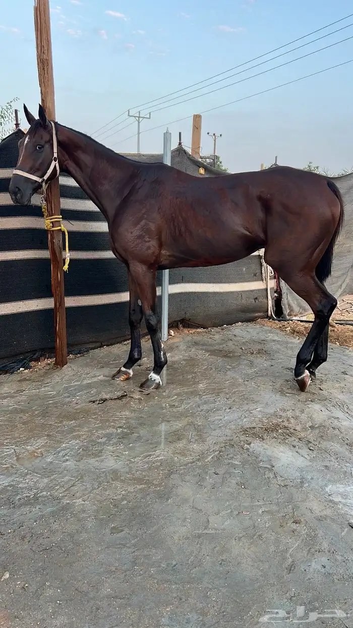 حصان انجلينزي سسباق سسرعه 2