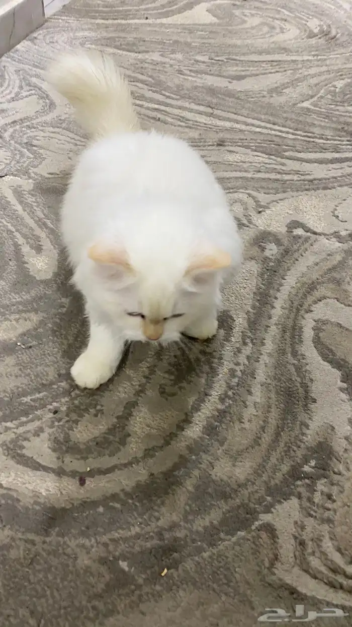 قطط للتبني 3