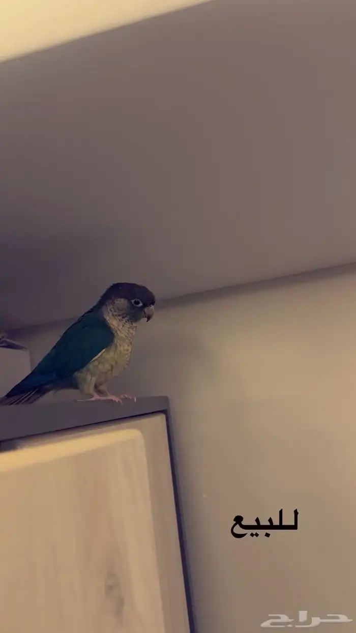 كنيور على السوم 1