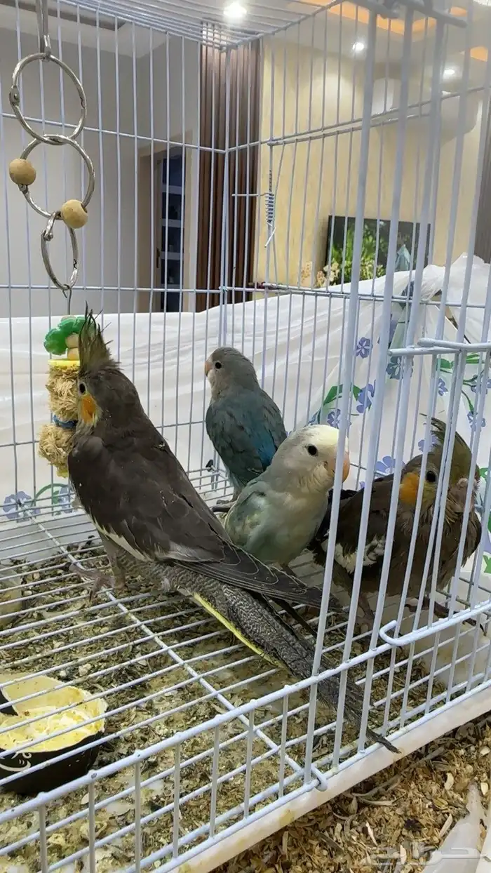 روز وكروان اليف 4