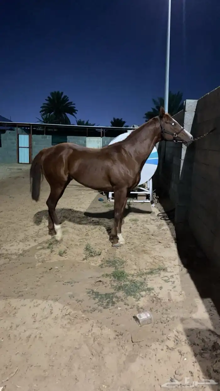 حصان انجليزي للبيع 0