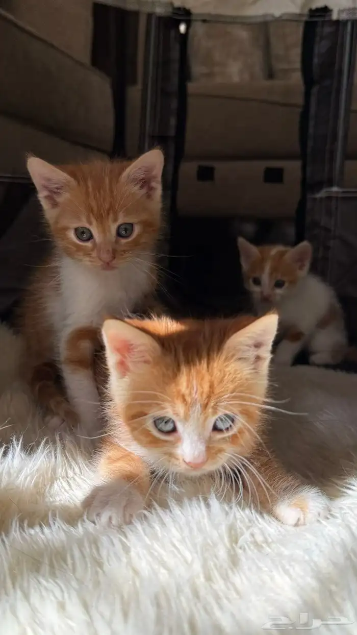 قطط كيتن عمرهم شهرين للتبني العاجل يفضل مع بعض 0