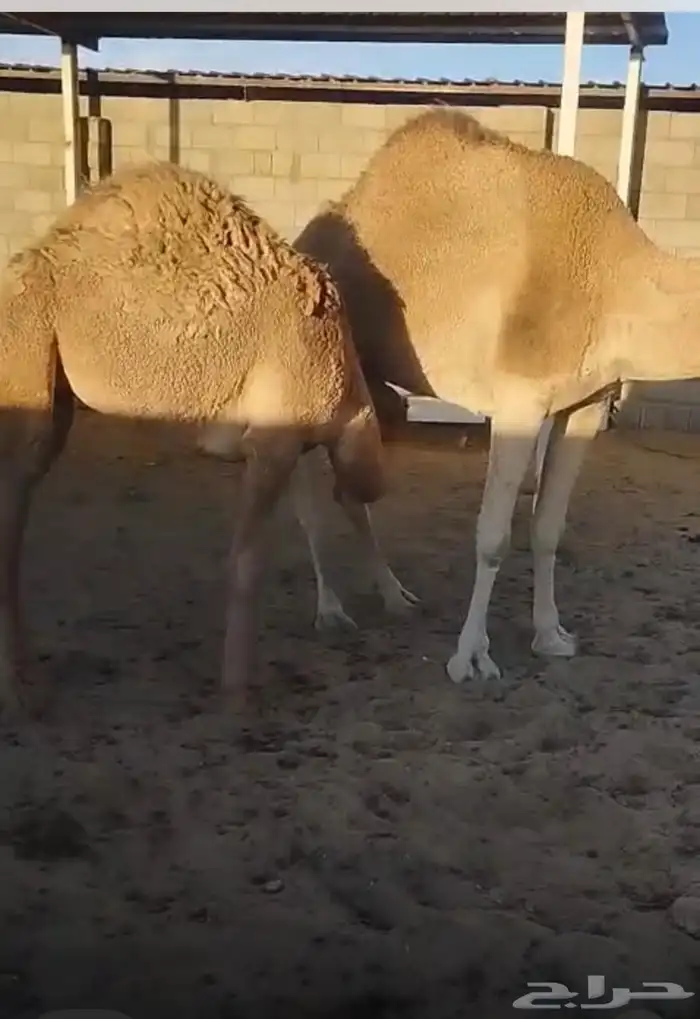 خلفة ناقه عشرا شقحا للبيع 1