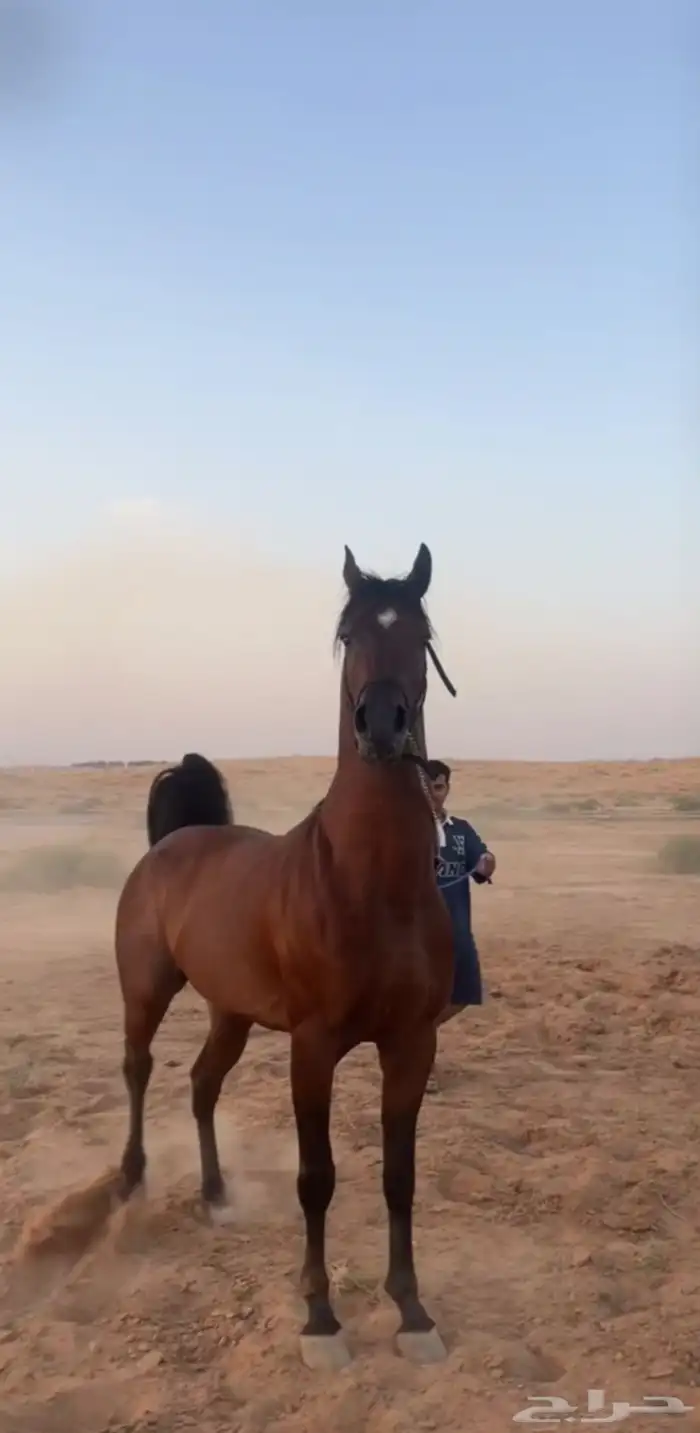 حصان شعبي كفو اديب ويحترم. وحار يربع وسست وخطوه 0