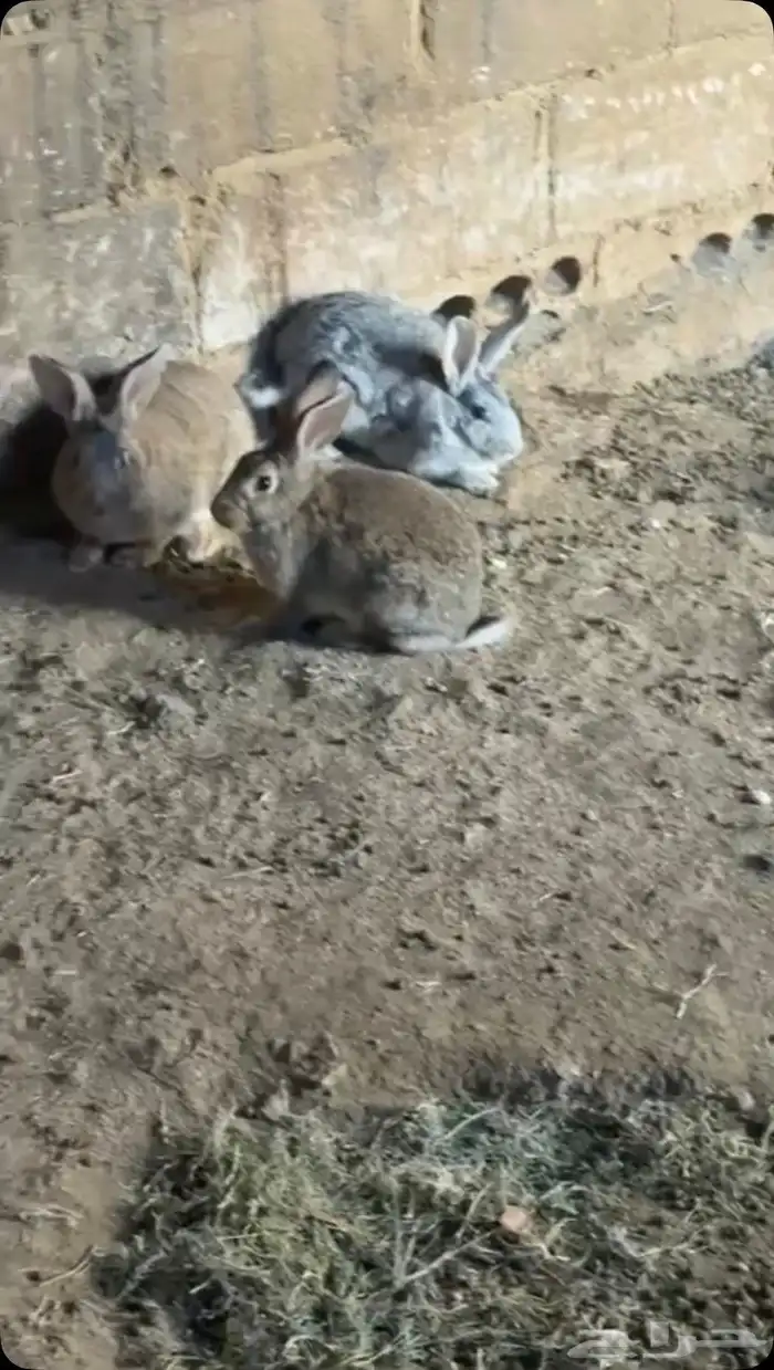 ارانب للبيع 1