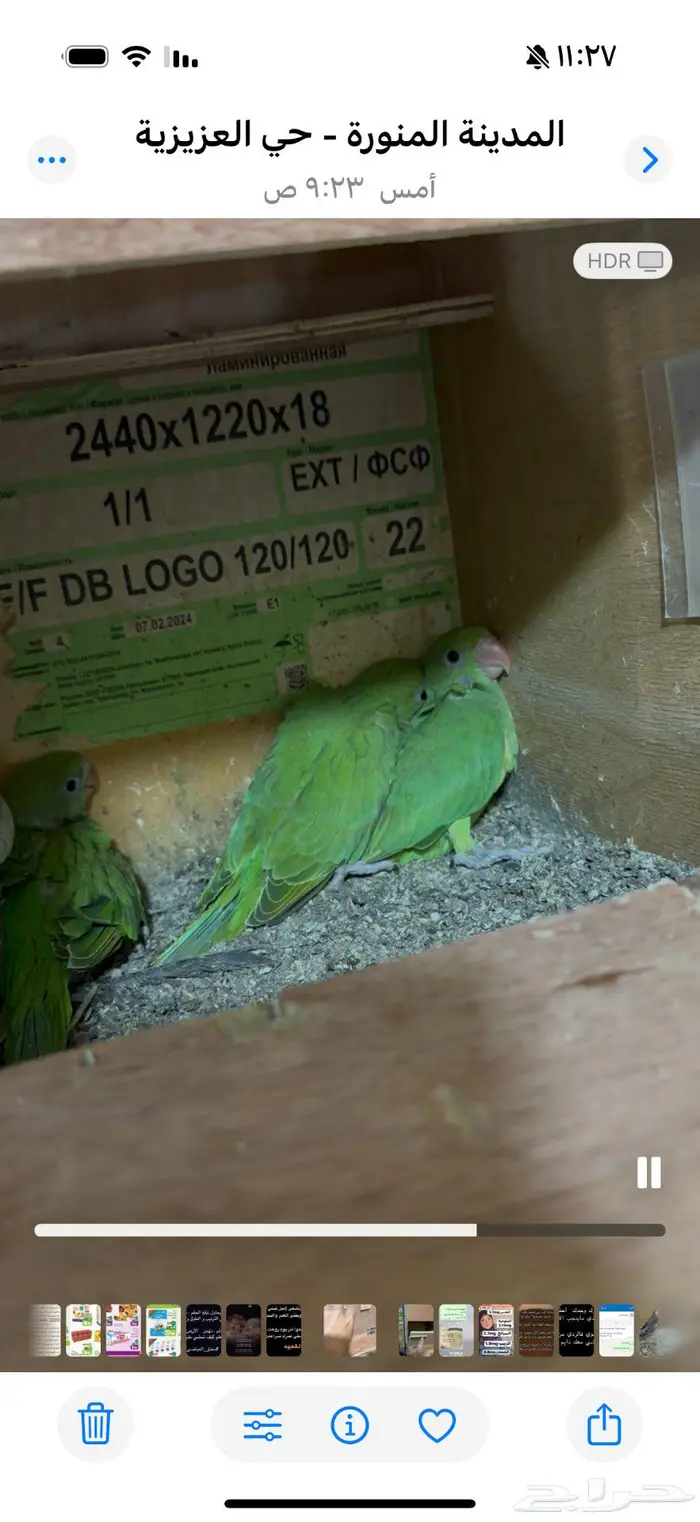 3 فروخ درة هندي 0