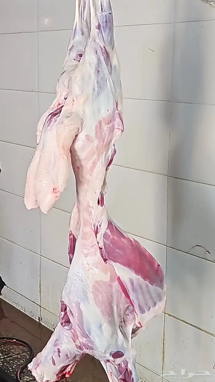 ذبائح حري وسواكني نظيفة على البرسيم والشعير شرط 7