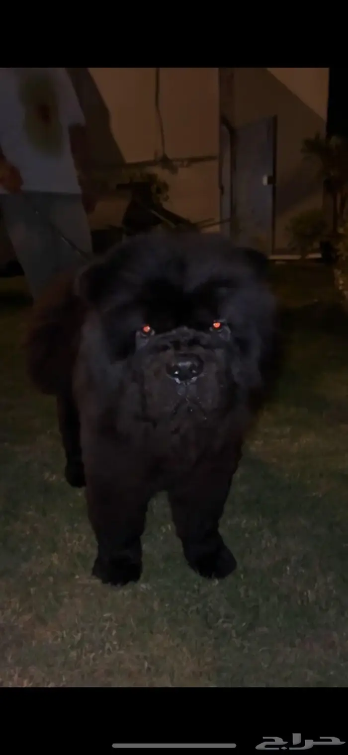 كلب تشاو تشاو اسود بيور للبيع ب 2000 0