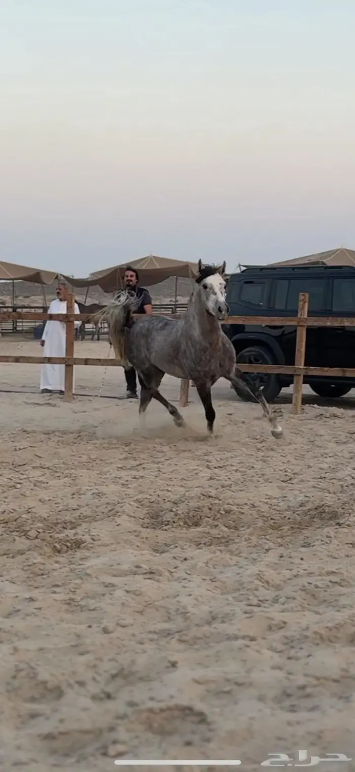 حصان شيخ ولد عمار العامرية 1