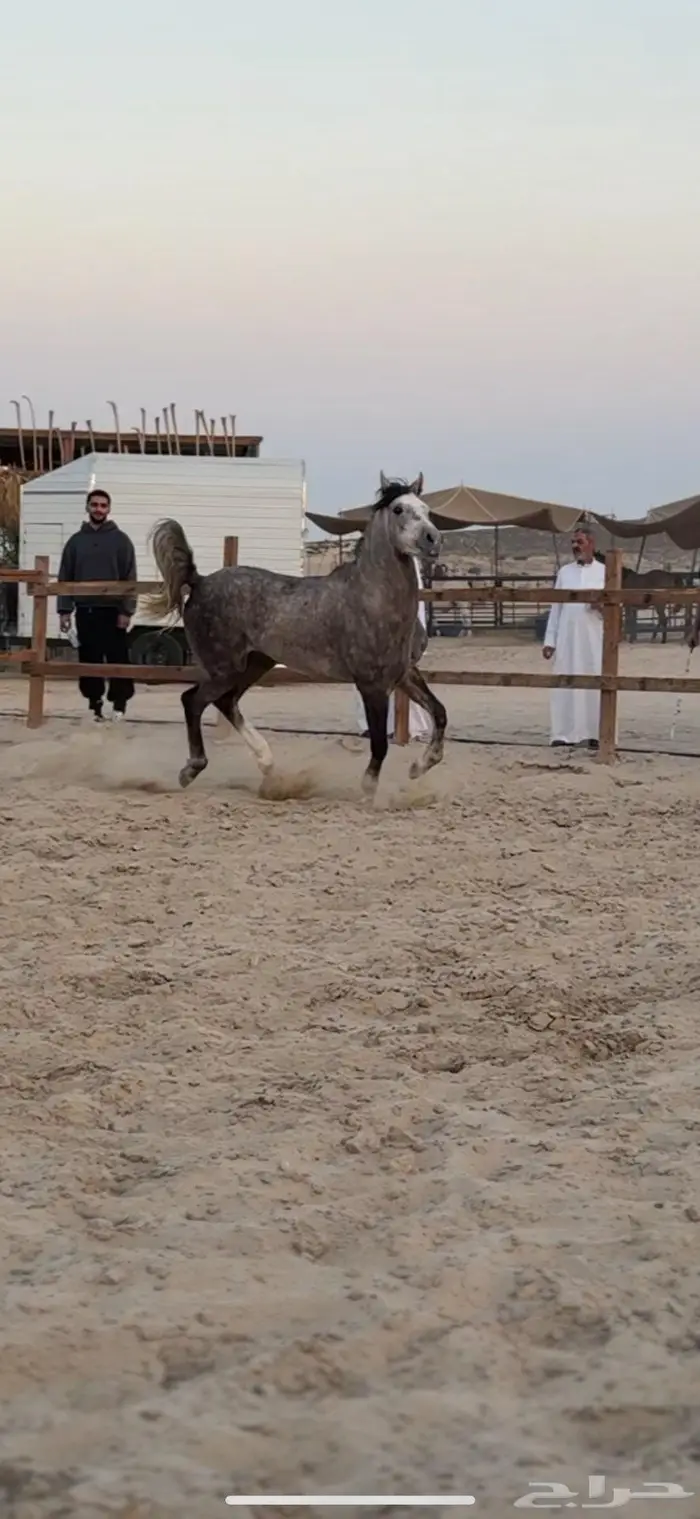 حصان شيخ ولد عمار العامرية 2
