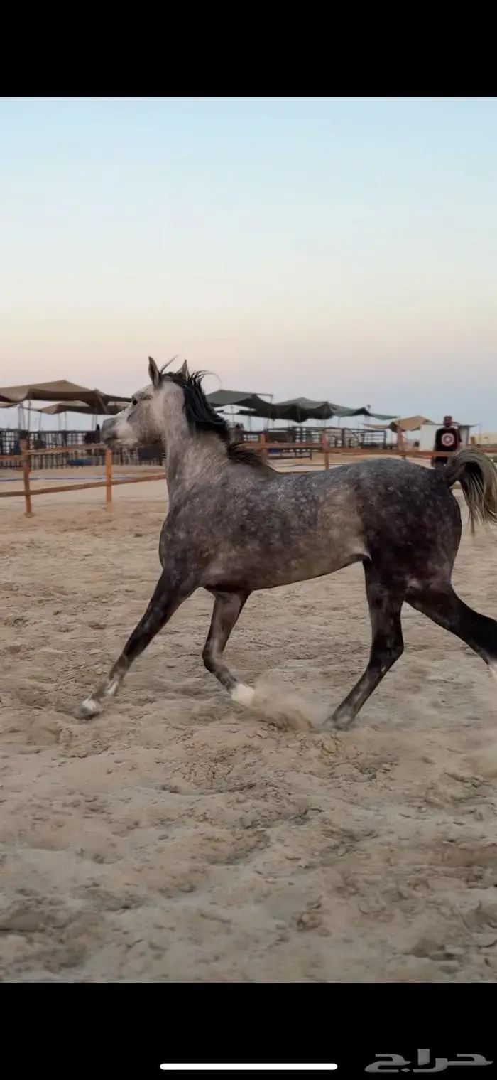 حصان شيخ ولد عمار العامرية 0