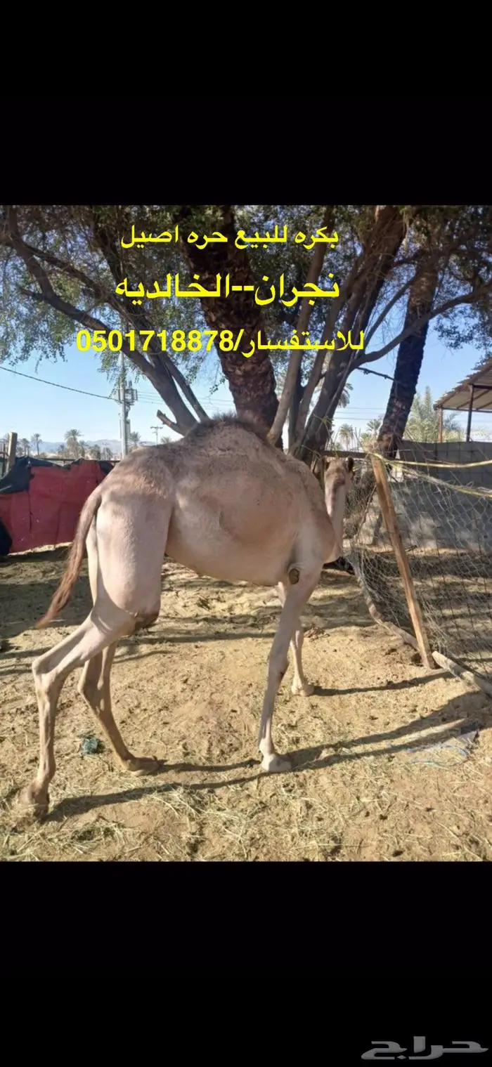 الخالديه 0