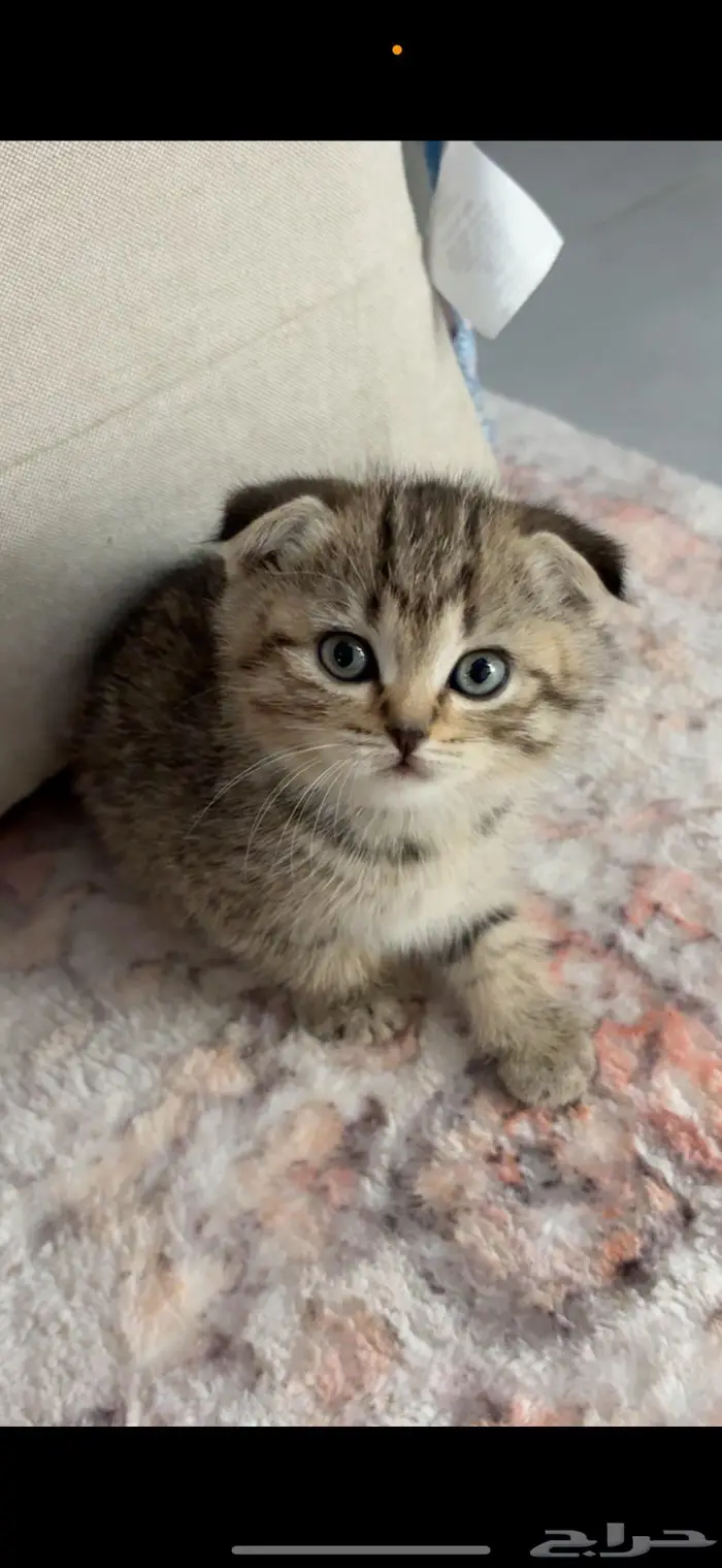 Tripple fold scottish 2