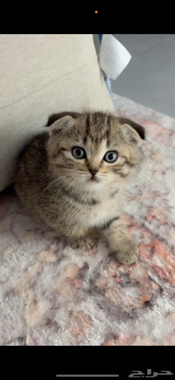 Tripple fold scottish 1