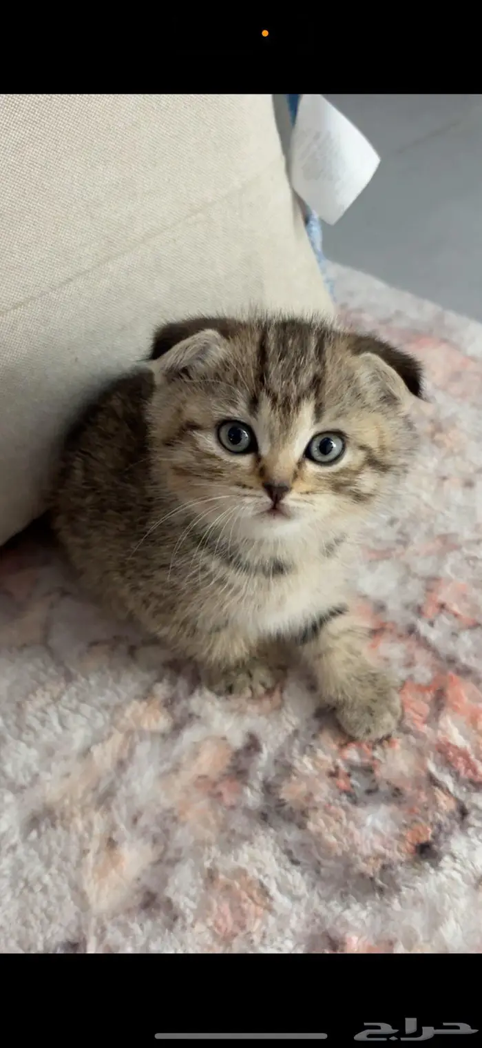 Tripple fold scottish 0