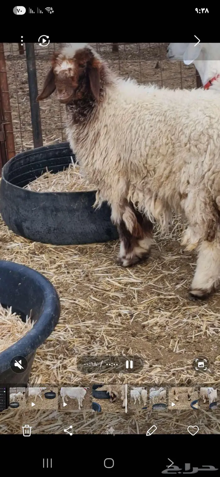 ذبايح طليان ب1250 0