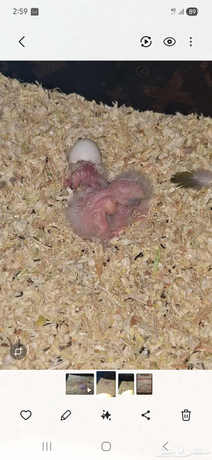 فروخ كايك للبيع 2