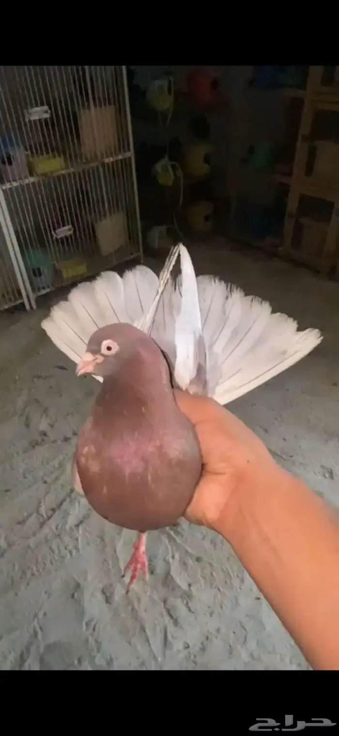 ذكر حمر صوافي خصم 0