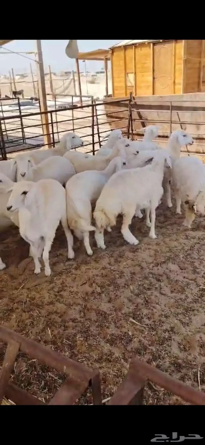 ذبايح نعيم حري تيوس 2